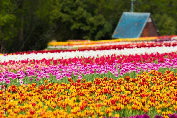 Obraz チューリップ畑