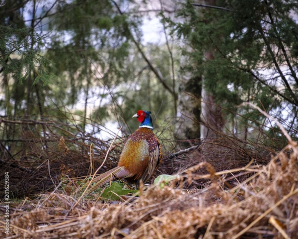 Fototapeta Backyard wildlife, pheasant