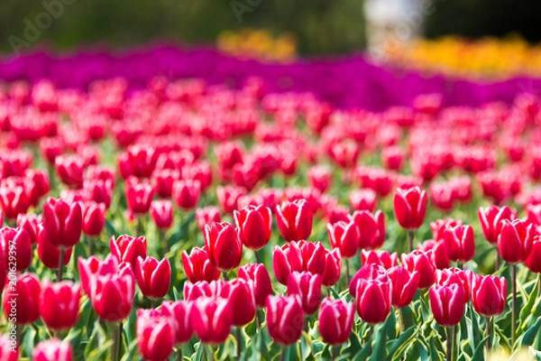 Obraz チューリップ