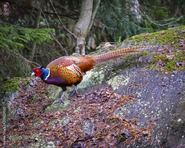 Fototapeta Backyard wildlife, pheasant