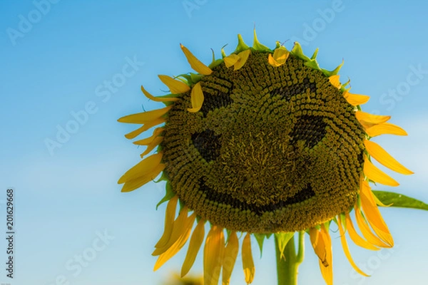 Obraz 笑顔のひまわり