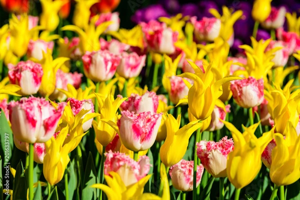 Obraz チューリップ畑  Tulip