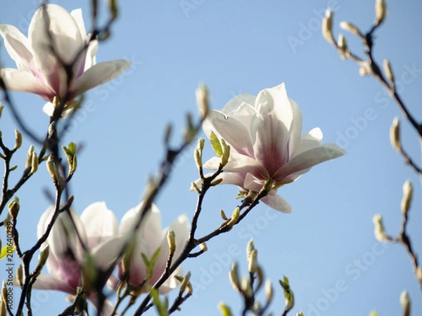 Fototapeta les fleurs de magnolia rose blans sur le ciel, magnolia en pleine floraison