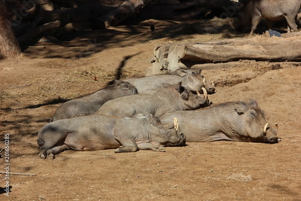 Obraz Common warthog