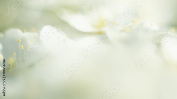Fototapeta Small white flowers Spring 