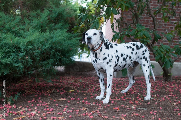 Fototapeta Dalmatian near Bushes