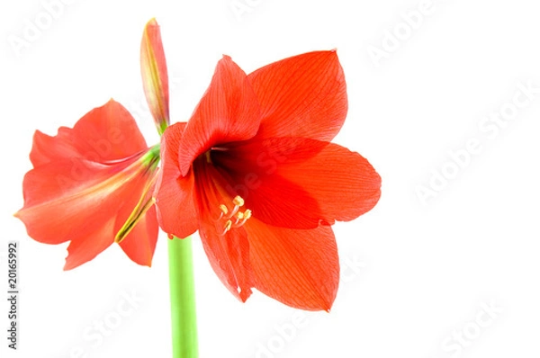 Obraz Red amaryllis
