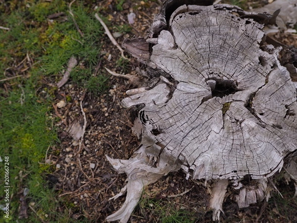 Obraz 枯れた切り株と苔　