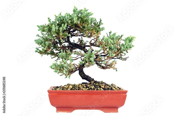 Fototapeta Pine Juniper bonzai on white background