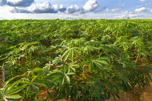 Fototapeta green field of cassava farm