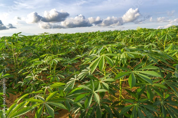 Fototapeta green field of cassava farm