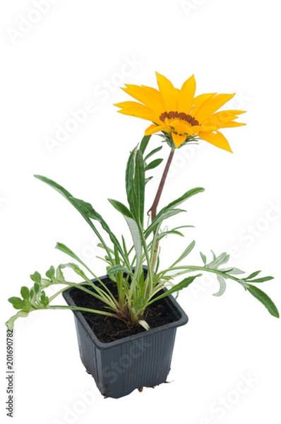 Obraz flowers in plastic pots over white