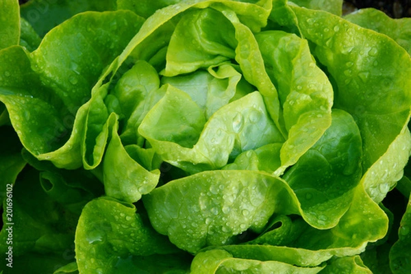Fototapeta The Benefits of Growing Your Own Butter Lettuce.
(Butter lettuce) A Leaf with Many Names.