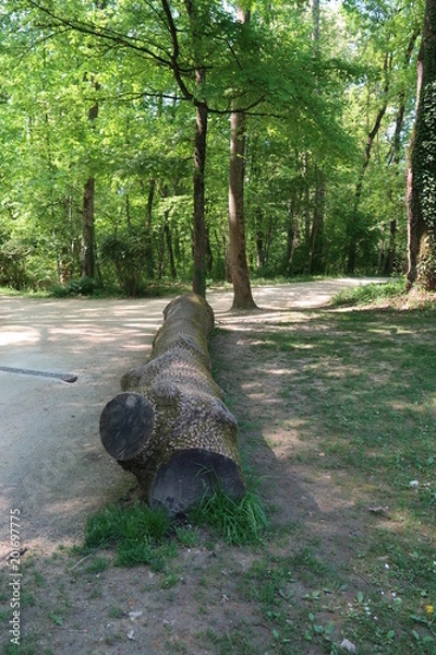 Fototapeta Tree trunk