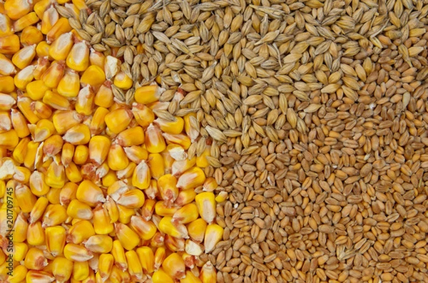 Obraz Cereals - wheat, barley and maize