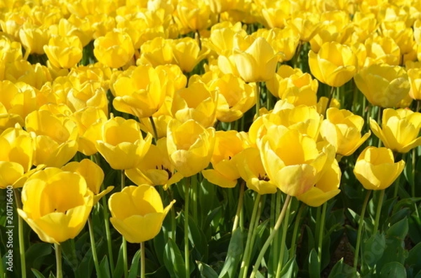 Obraz tulips 1