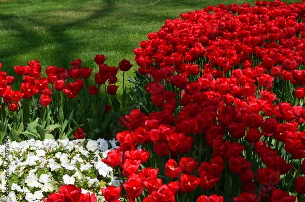 Obraz flowerbed 1