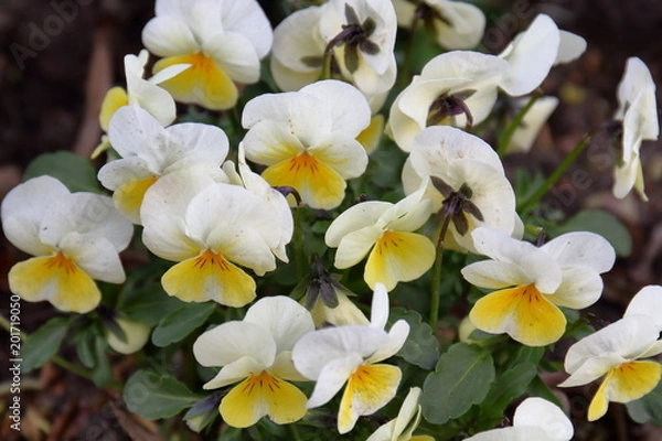 Fototapeta Цветы,фиалки