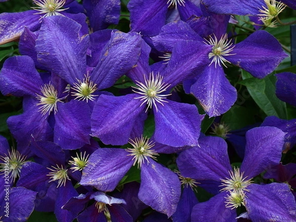 Fototapeta 紫色の花びらのクレマチス