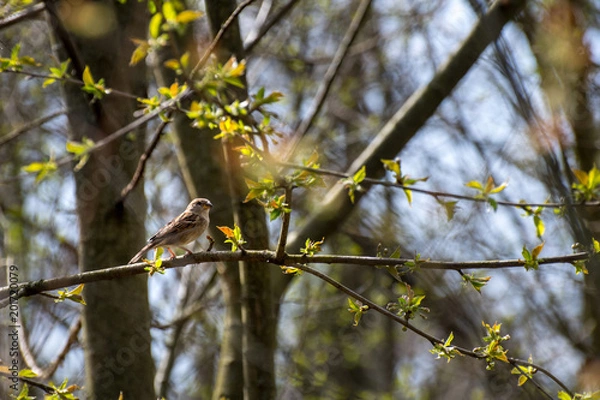 Fototapeta Switzerland Basel, brown house sparrow sitting on a branch of a tree with green leaves