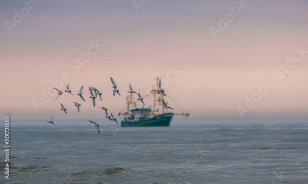Fototapeta Germany Sylt, a flock/group of seagulls which are in focus flying at the sunset sky with a fishing boat in the background (blurred/out of focus). the sky has a beautiful dramatic pink colour