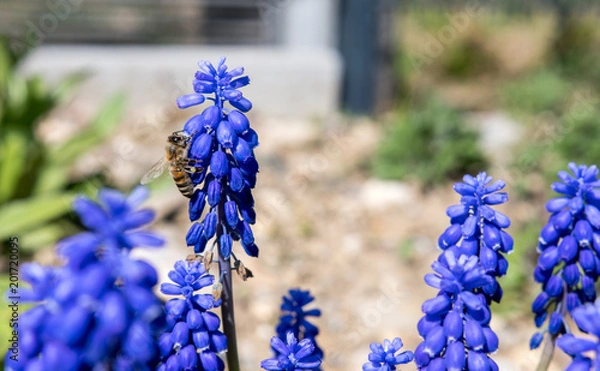 Fototapeta Switzerland Basel, Common grape hyacinth (Muscari botryoides) in full bloom with a honey bee working for honey