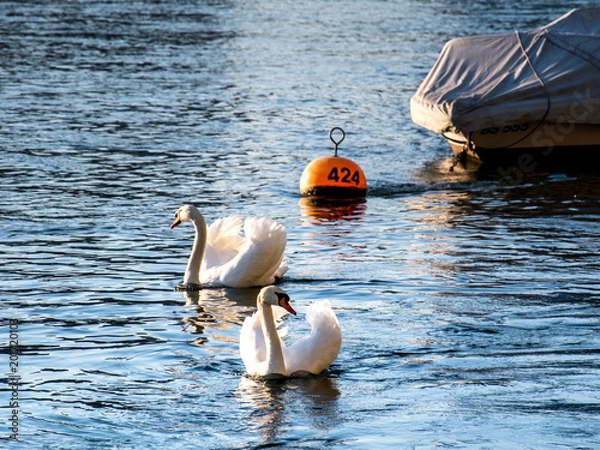 Fototapeta two swimming Cygnus at the river rhein with a little boat in the background, one Cygnus is in focus