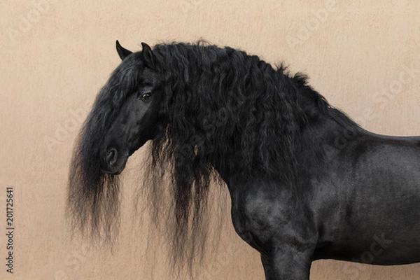 Obraz Portrait of a black friesian horse with long mane on light background isolated	