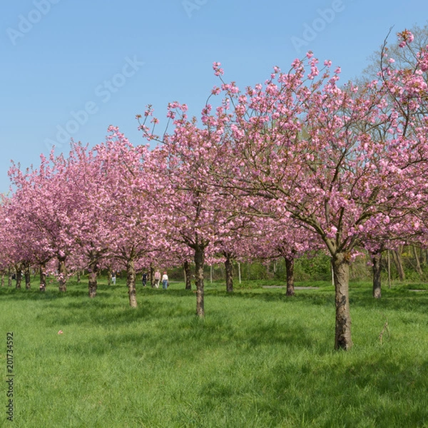 Fototapeta Blühende Kirschbäume im Park 