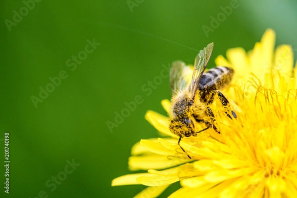 Obraz Biene auf Löwenzahn