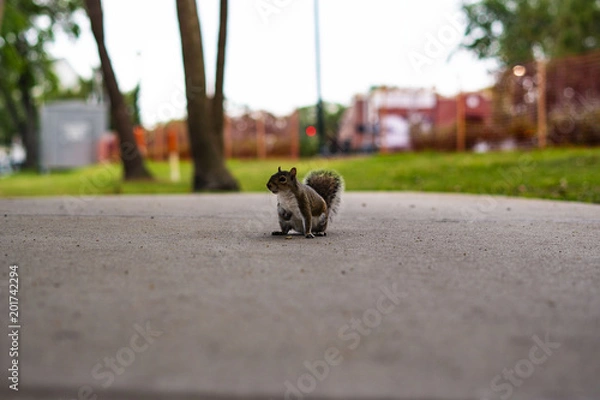 Obraz Squirrel in the park