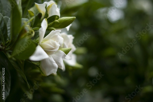 Obraz Blossoming white flower