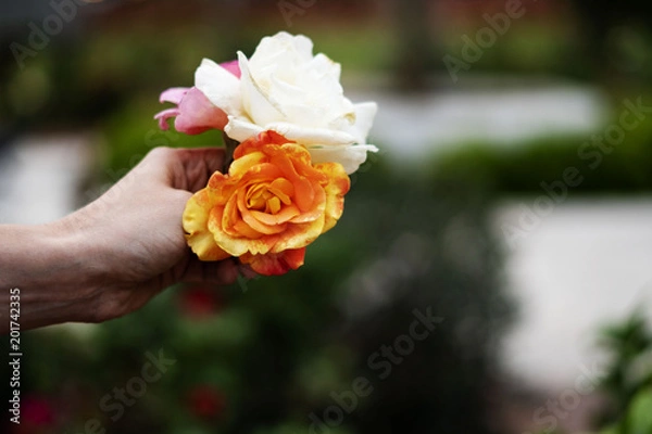 Fototapeta Roses being held by hand