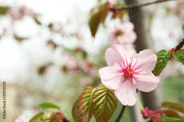 Fototapeta Spring blossom on branch, closeup