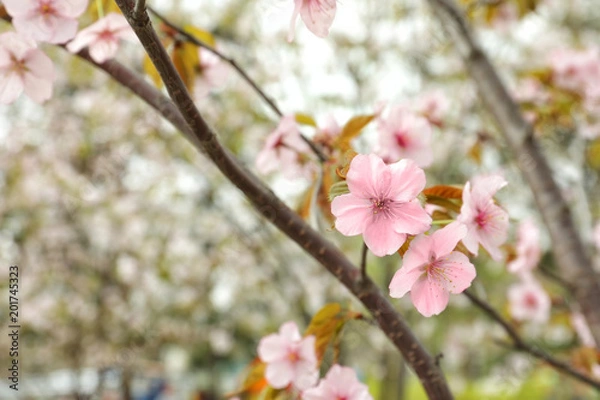 Obraz Blossoming spring tree, closeup