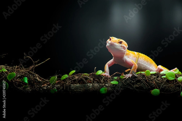 Obraz yellow gecko in action 