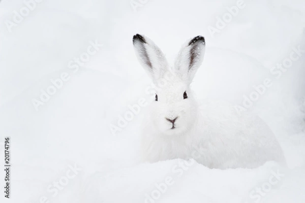 Obraz Mountain Hare (lat. Lepus timidus)