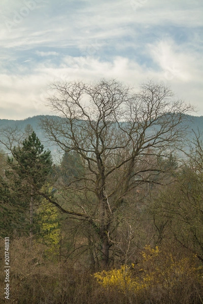 Obraz Landschaft im Frühling