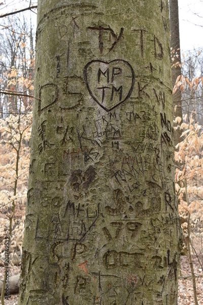 Fototapeta Closeup of a tree with carvings in a forest