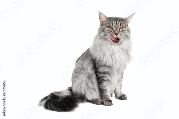 Obraz Gray Maine Coon Cat
