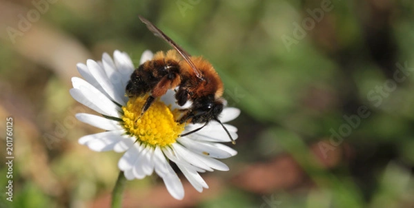 Obraz cute bee on daisy