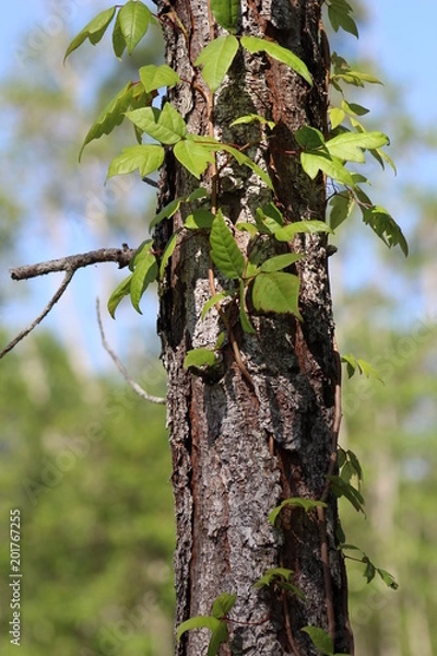 Obraz Florida Poison oak