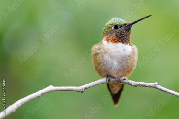 Fototapeta Ruby-throated hummingbird perched on a twig.