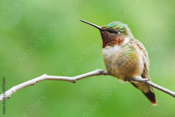 Obraz Ruby-throated hummingbird perched on a twig.