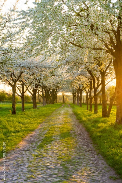 Fototapeta Fruit Tree Orchard In Spring 