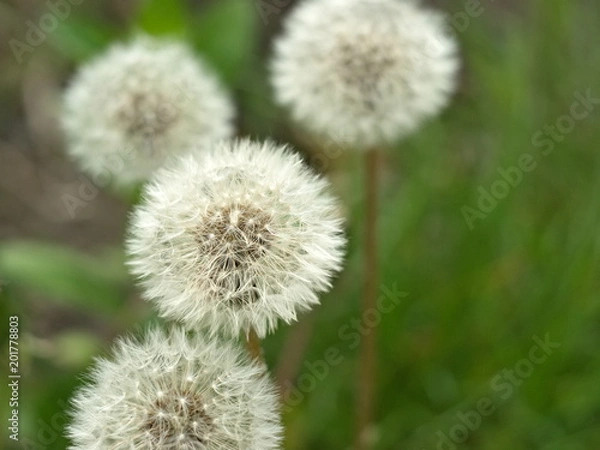 Fototapeta Dandelion. Spring flowering. A faded dandelion. Boke