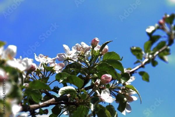 Obraz Цветущая яблоня