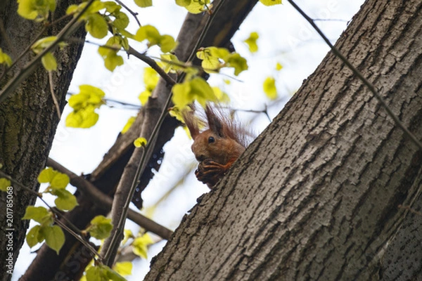 Fototapeta The red squirrel eats a nut.