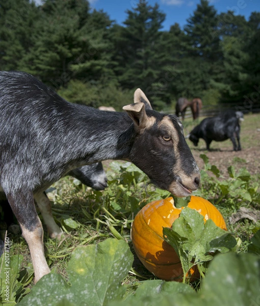 Obraz Goat Eating Pumpkin