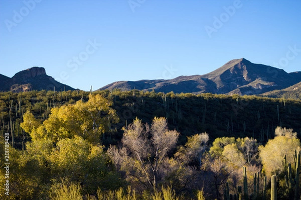 Obraz Arizona Desert landscape